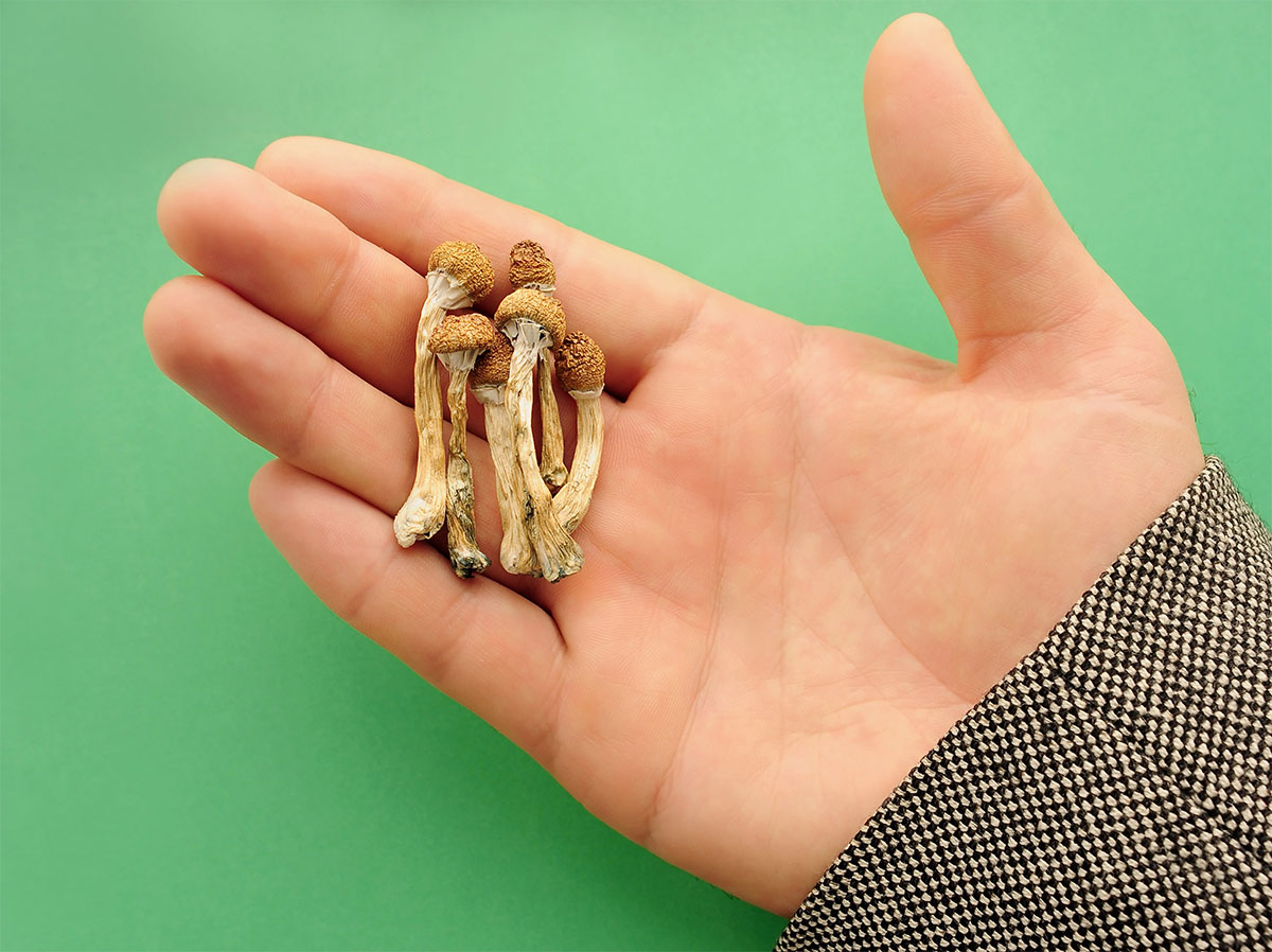 Psilocybe Cubensis mushrooms in man's hand on green background. Psilocybin psychedelic magic mushrooms Golden Teacher. Top view, flat lay. Micro-dosing concept.