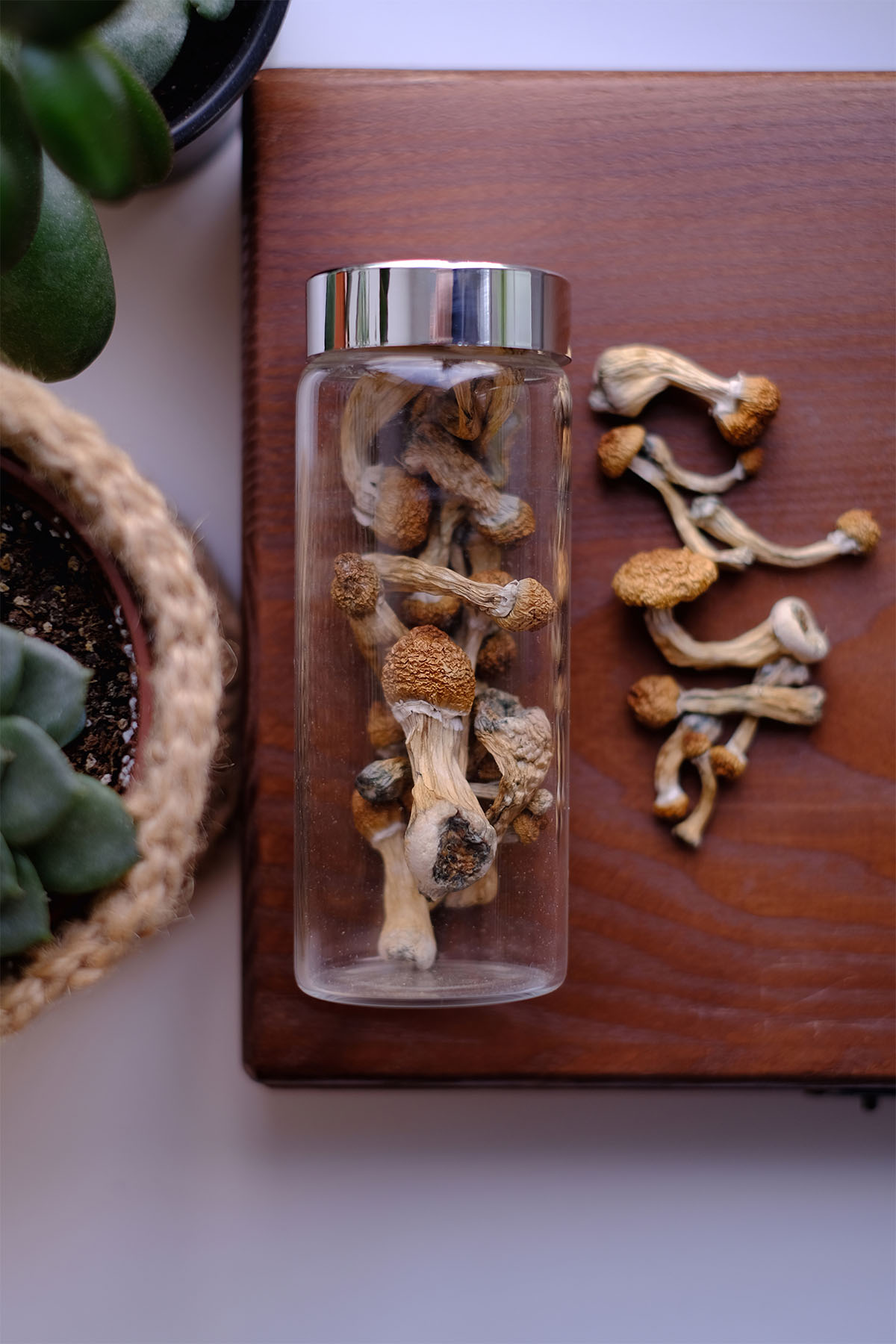 Dry Psilocybe Cubensis mushrooms in a glass jar on a wooden board surrounded by indoor plants. Life style microdosing concept.