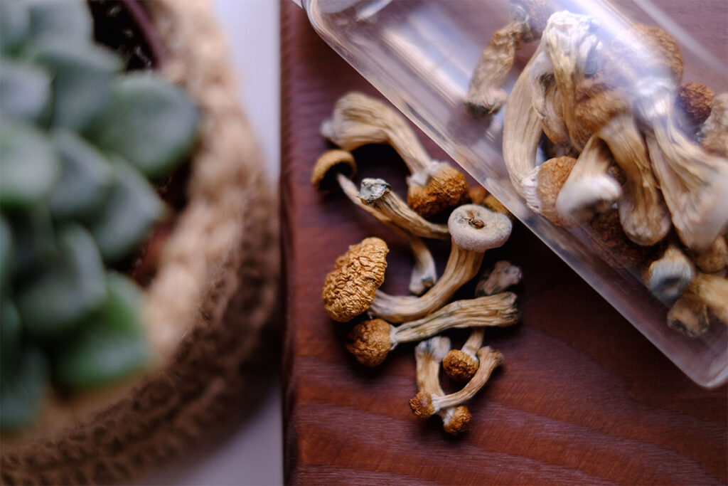 Dry Psilocybe Cubensis mushrooms on a wooden board surrounded by indoor plants. Life style microdosing concept.