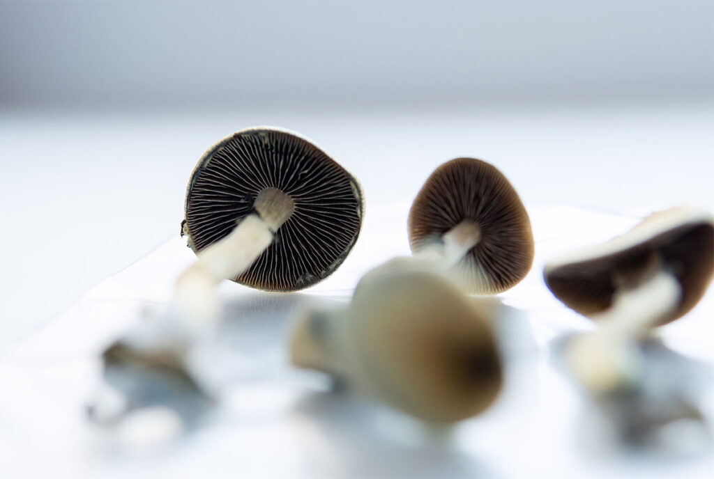 growing psilocybin mushrooms. Medical research on psilocybin