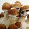 Psychedelic psilocybin mushrooms Golden Teacher on mycelium block, close-up. Psilocybe Cubensis raw mushrooms isolated on white background. Micro-dosing concept.