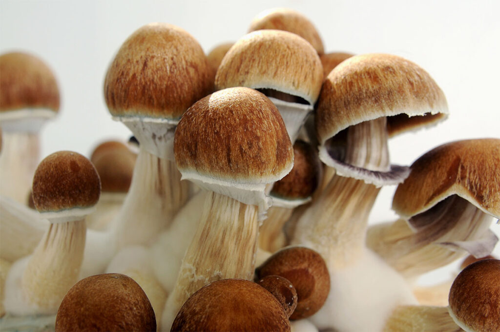 Psychedelic psilocybin mushrooms Golden Teacher on mycelium block, close-up. Psilocybe Cubensis raw mushrooms isolated on white background. Micro-dosing concept.