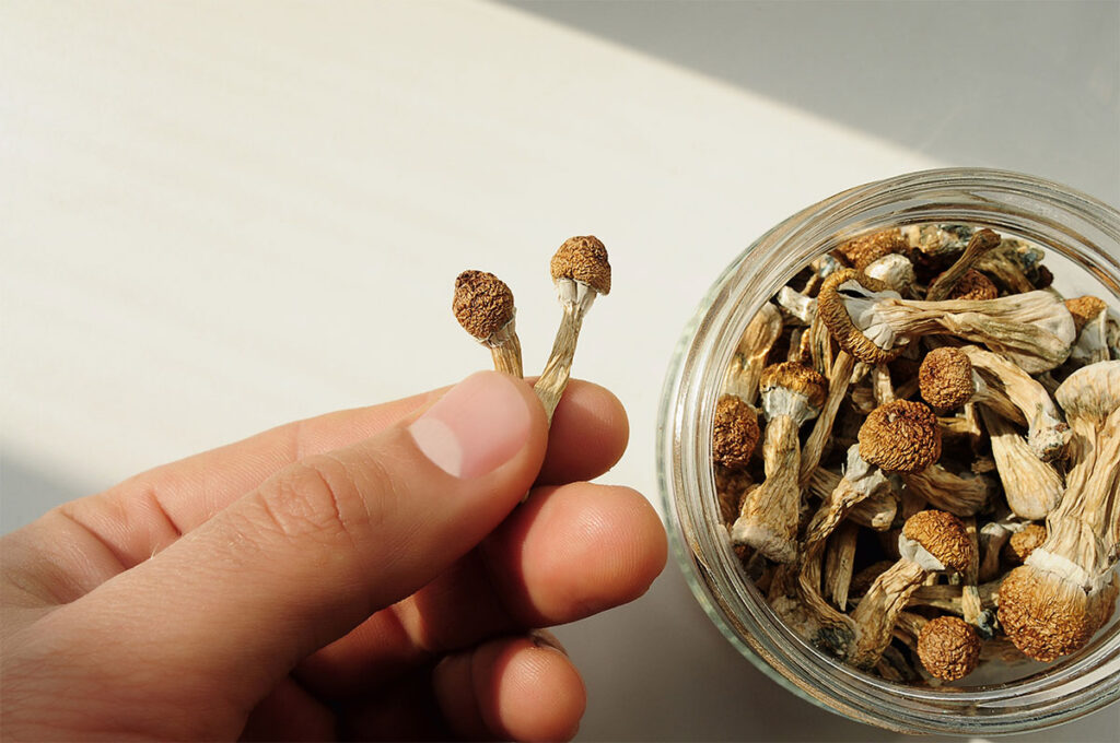 Man holds in his hand dried psilocybin mushrooms. Glass jar on white background. Psychedelic, mind-blowing, magic mushroom. Medical usage, wellbeing. Microdosing concept.