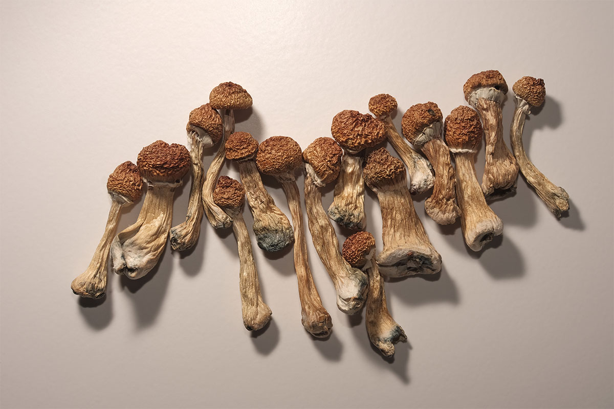 Microdosing diary plan. Dried psilocybin mushrooms Golden Teacher, pattern on white background. Psychedelic Psilocybe Cubensis mushrooms, top view, flat lay.