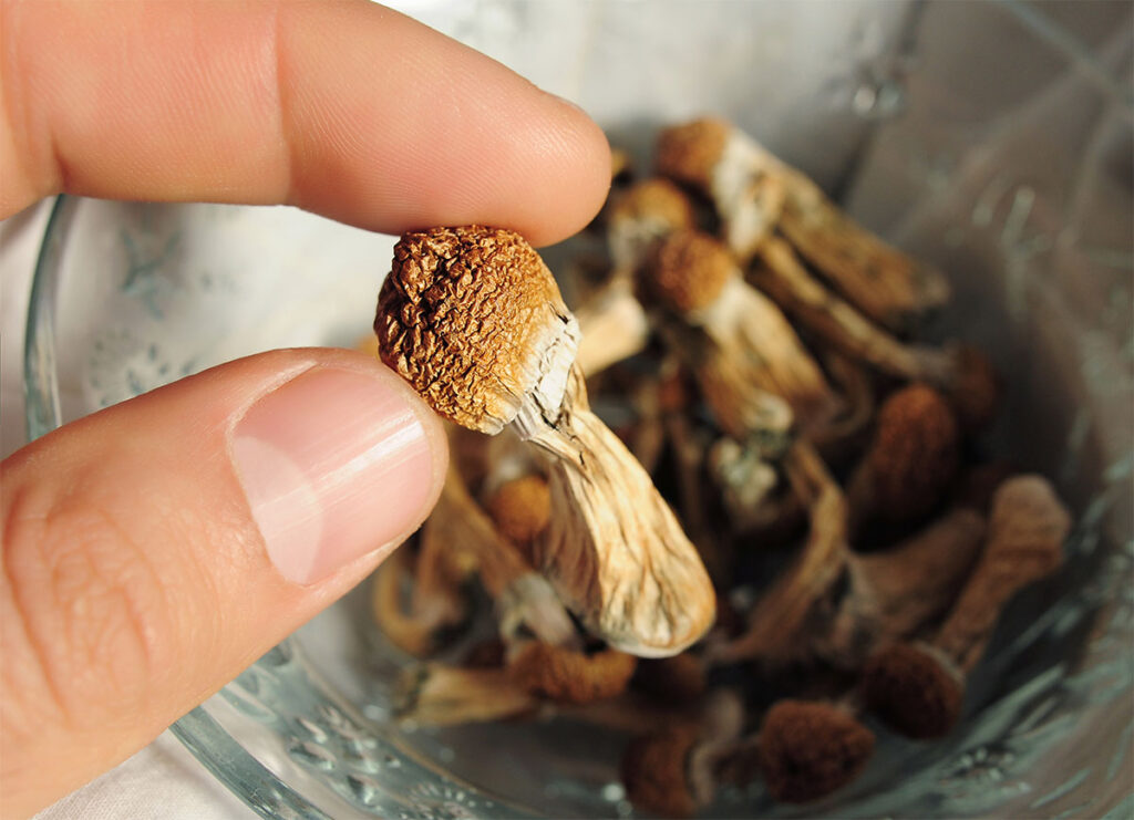 Psilocybe Cubensis mushrooms in man's hand. Psilocybin psychedelic magic mushrooms Golden Teacher. Top view, flat lay. Micro-dosing concept.