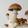 Psychedelic psilocybin mushrooms Golden Teacher on mycelium block, close-up. Psilocybe Cubensis raw mushrooms isolated on white background. Micro-dosing concept.