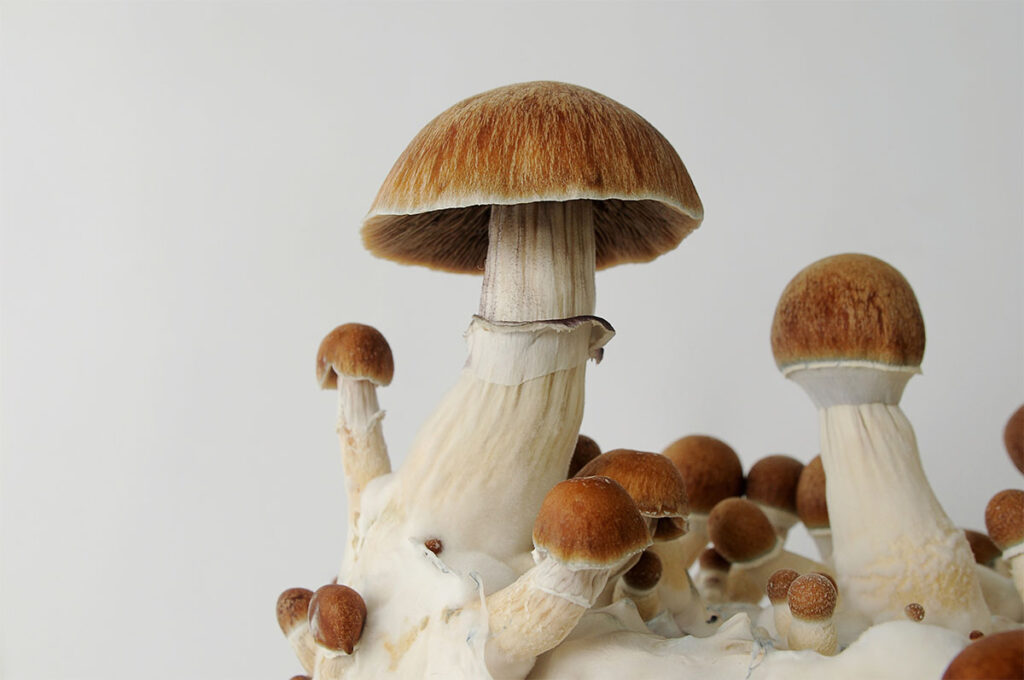 Psychedelic psilocybin mushrooms Golden Teacher on mycelium block, close-up. Psilocybe Cubensis raw mushrooms isolated on white background. Micro-dosing concept.