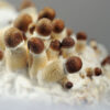 Micro growing of Psilocybe Cubensis mushrooms on white background. Mycelium of psilocybin psychedelic mushrooms Golden Teacher. Macro view, close-up. Micro-dosing concept.