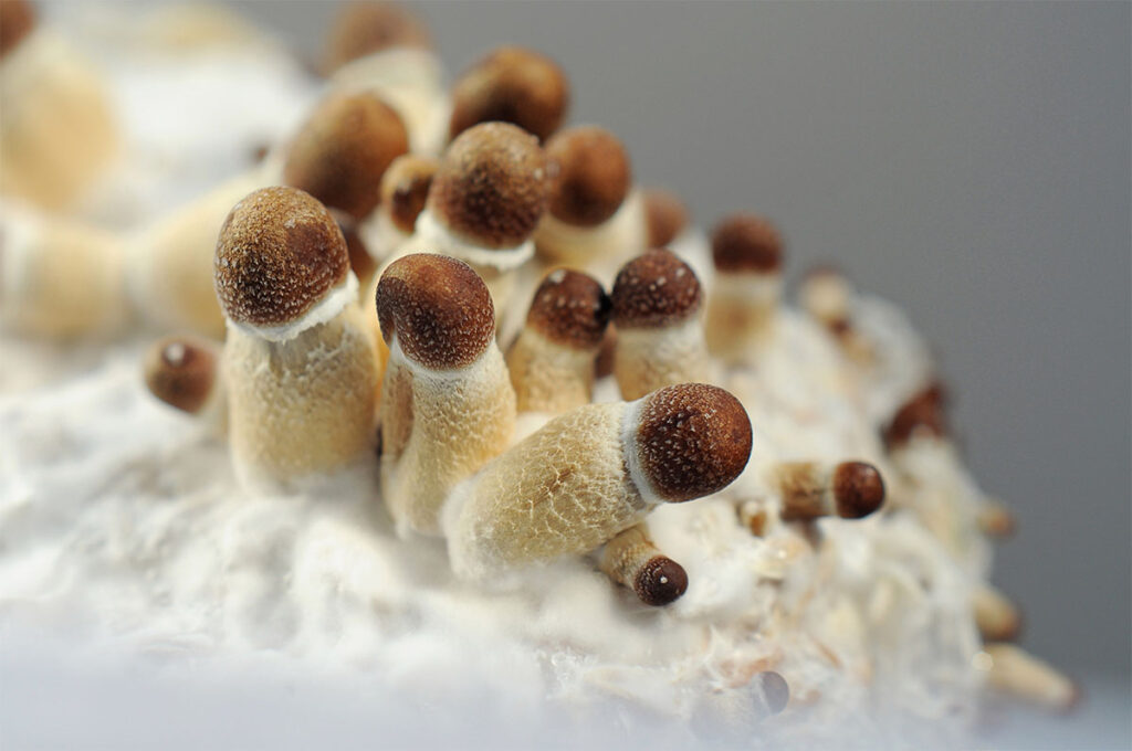 Micro growing of Psilocybe Cubensis mushrooms on white background. Mycelium of psilocybin psychedelic mushrooms Golden Teacher. Macro view, close-up. Micro-dosing concept.