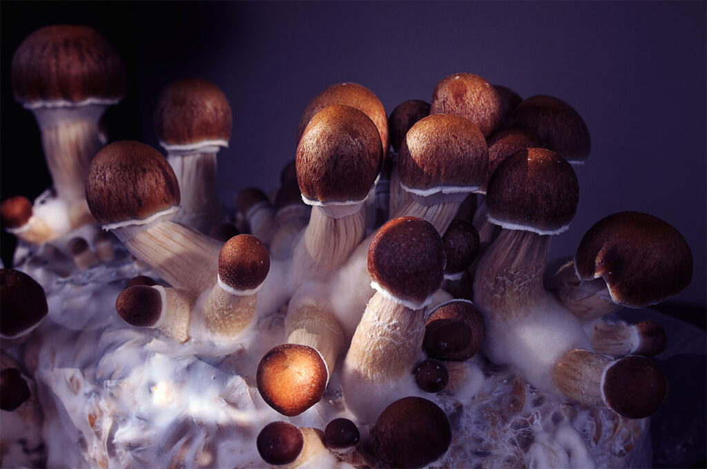 Mycelium block of psychedelic psilocybin mushrooms Golden Teacher. Micro growing of psilocybe cubensis on black background. Macro view; close-up. Micro-dosing concept.