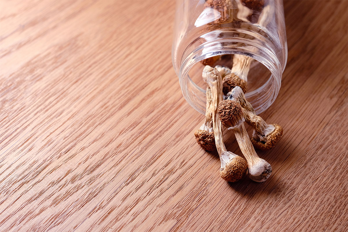 Psilocybin mushrooms spills from a storage jar on wooden surface, top view, flat lay. Psychedelic magic mushroom Golden Teacher. Microdosing concept. Psychotropic therapy.