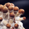 Micro growing of Psilocybe Cubensis on black background. Mycelium block of psychedelic psilocybin mushrooms Golden Teacher. Macro view, close-up. Micro-dosing concept.