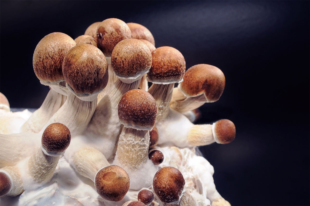 Micro growing of Psilocybe Cubensis on black background. Mycelium block of psychedelic psilocybin mushrooms Golden Teacher. Macro view, close-up. Micro-dosing concept.