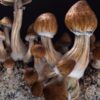 Growing magic mushrooms hallucinogenic psilocybe cubensis