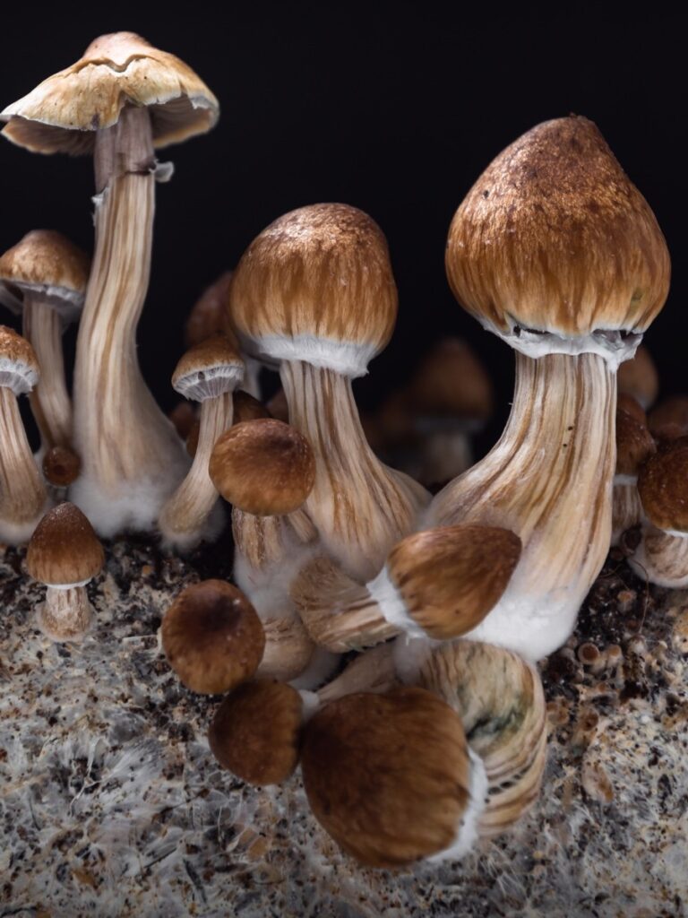 Growing magic mushrooms hallucinogenic psilocybe cubensis