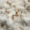 Mycelium of psilocybin psychedelic mushrooms Golden Teacher. Macro view, close-up. Micro-dosing concept. Micro growing of raw Psilocybe Cubensis mushrooms on white background.