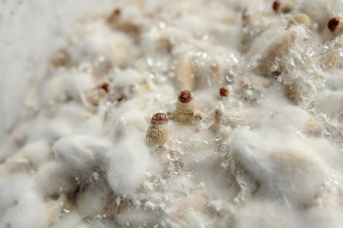 Mycelium of psilocybin psychedelic mushrooms Golden Teacher. Macro view, close-up. Micro-dosing concept. Micro growing of raw Psilocybe Cubensis mushrooms on white background.