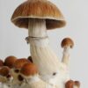 Psychedelic psilocybin mushrooms Golden Teacher on mycelium block, close-up. Psilocybe Cubensis raw mushrooms isolated on white background. Micro-dosing concept.