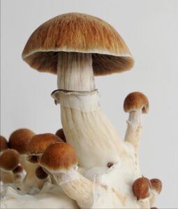 Psychedelic psilocybin mushrooms Golden Teacher on mycelium block, close-up. Psilocybe Cubensis raw mushrooms isolated on white background. Micro-dosing concept.