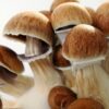 Psychedelic psilocybin mushrooms Golden Teacher on mycelium block, close-up. Psilocybe Cubensis raw mushrooms isolated on white background. Micro-dosing concept.