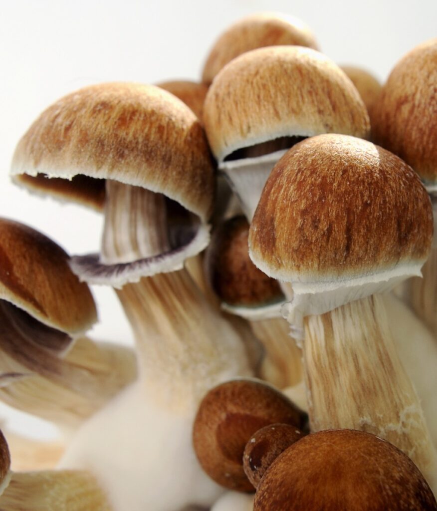 Psychedelic psilocybin mushrooms Golden Teacher on mycelium block, close-up. Psilocybe Cubensis raw mushrooms isolated on white background. Micro-dosing concept.