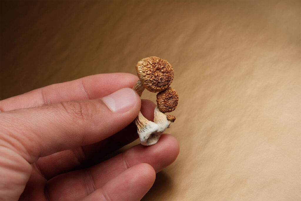 Psilocybin mushrooms in man's hand on golden background. Psychedelic magic Golden Teacher mushrooms. Hallucinogen trip. Psychotropic therapy.