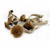 Golden Teachers psilocybin mushrooms for sale.