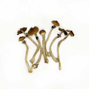 Malabar psilocybin mushrooms for sale.